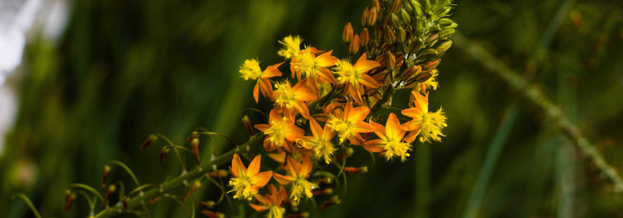 5 belles idées pour associer la bulbine