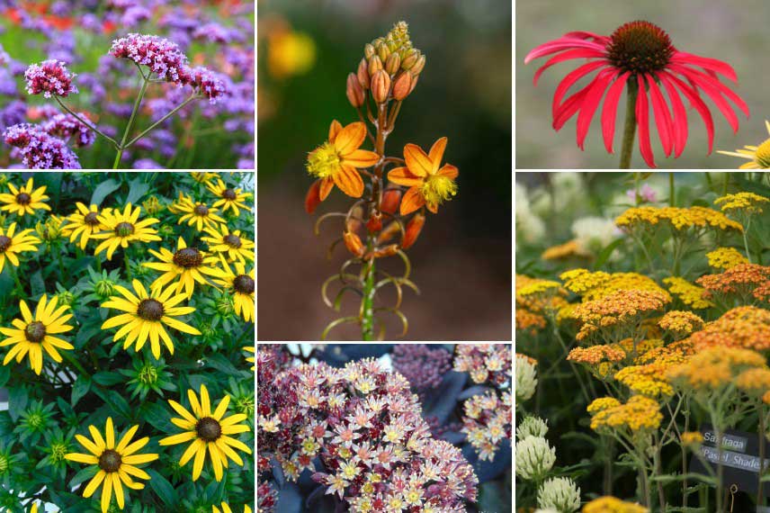 Associer la Bulbine avec d'autres floraisons colorées