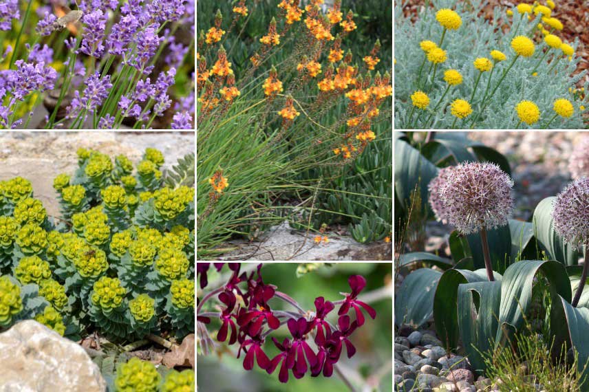 Inspiration pour associer la Bulbine dans une rocaille ensoleillée