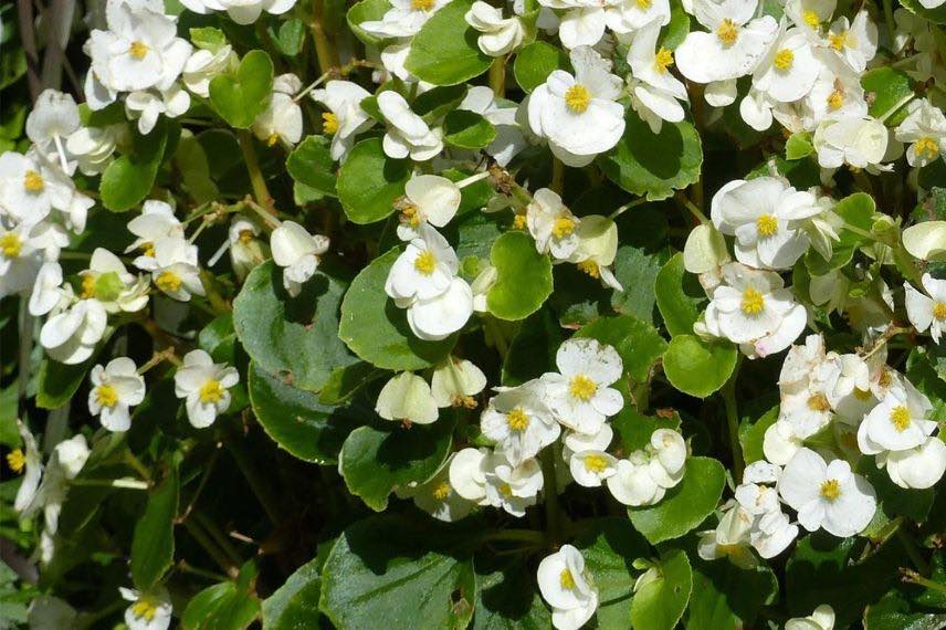 begonia annuel à fleurs blanches