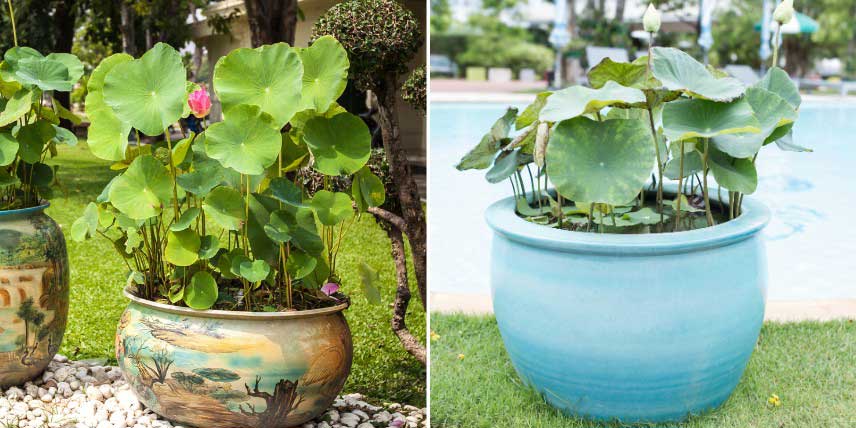 Bowl lotus, Nelumbo nucifera