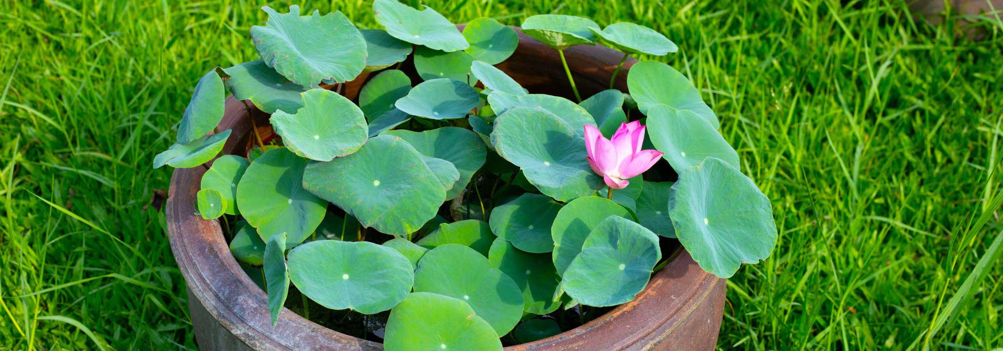 Découvrez le "bowl lotus" ou comment cultiver un mini lotus en pot