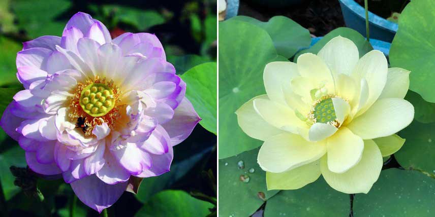 Variétés de Lotus nains, Nelumbo nucifera