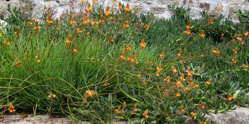 Bulbine frutescens