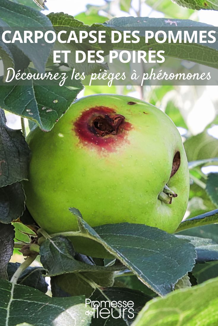 vers des pommes et des poires