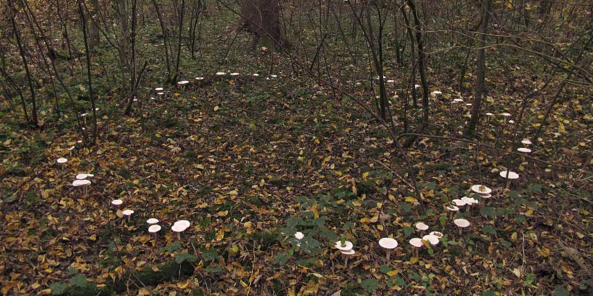 Mycélium annulaire, rond de sorcières