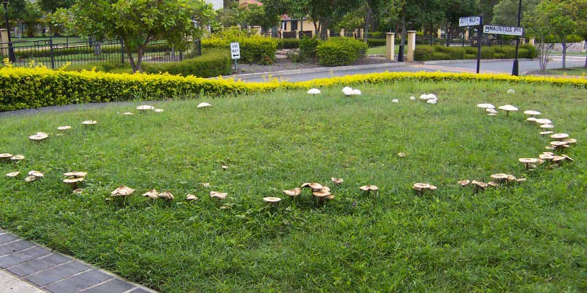 Champignons formant un rond de sorcières