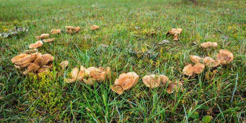 Champignons poussant en cercle