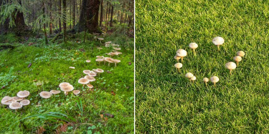 Ronds de sorcières, champignons poussant en cercle