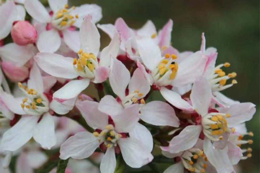 fleurs de choisya