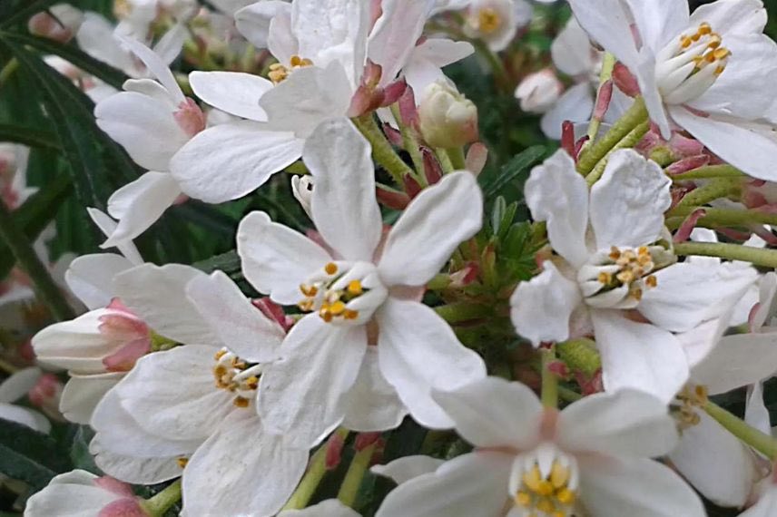 fleurs blanches de choisya