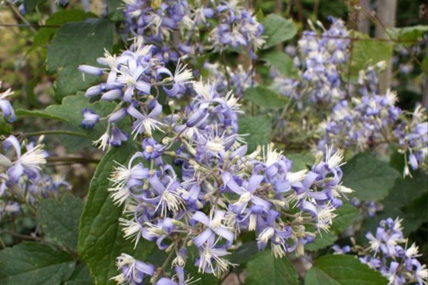 buisson de clematite herbacee