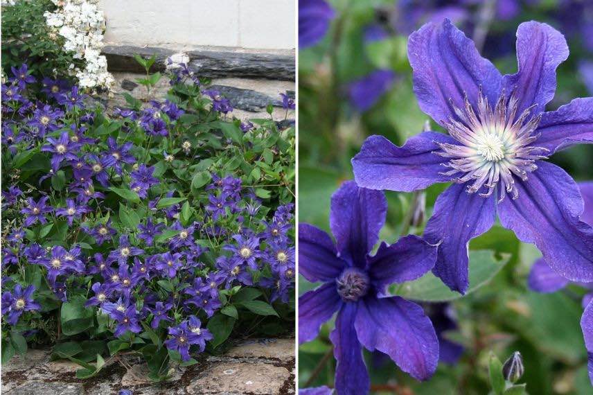 fleurs bleues de clematis 