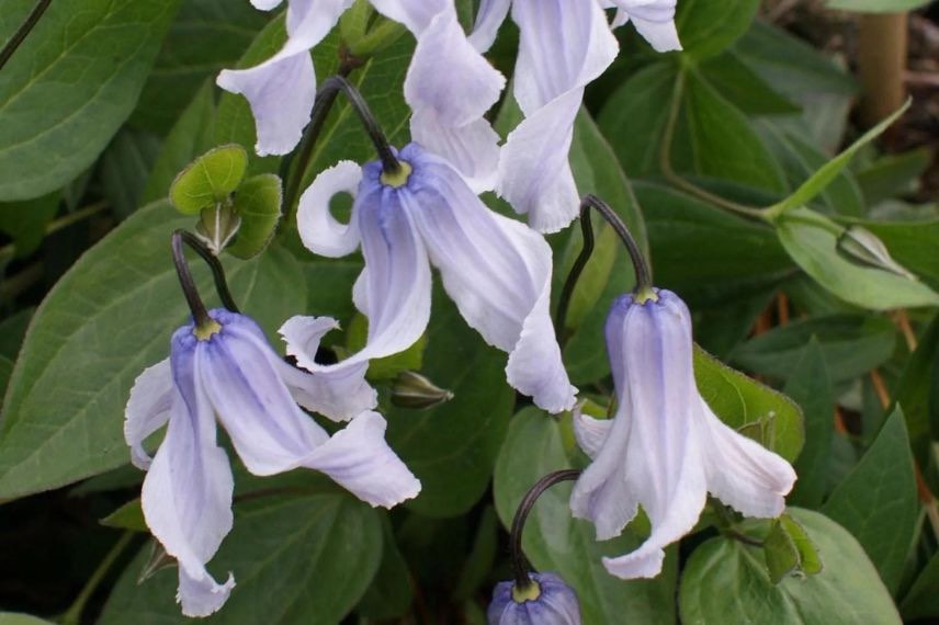 fleur bleu pâle de clématite 