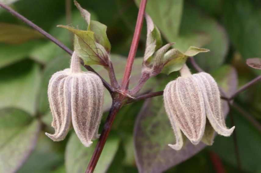 fleurs de Clematis fusca