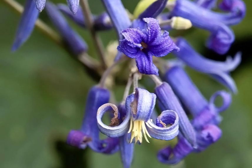 fleurs bleues de clematite