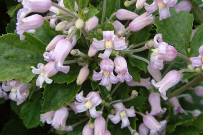 fleurs rose pale de clematis 