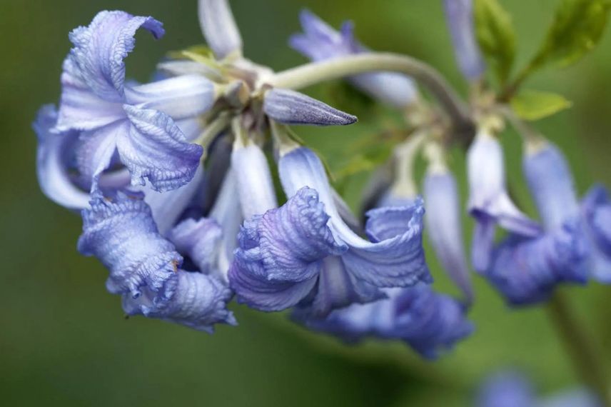 fleurs bleues de clematite heracleifolia