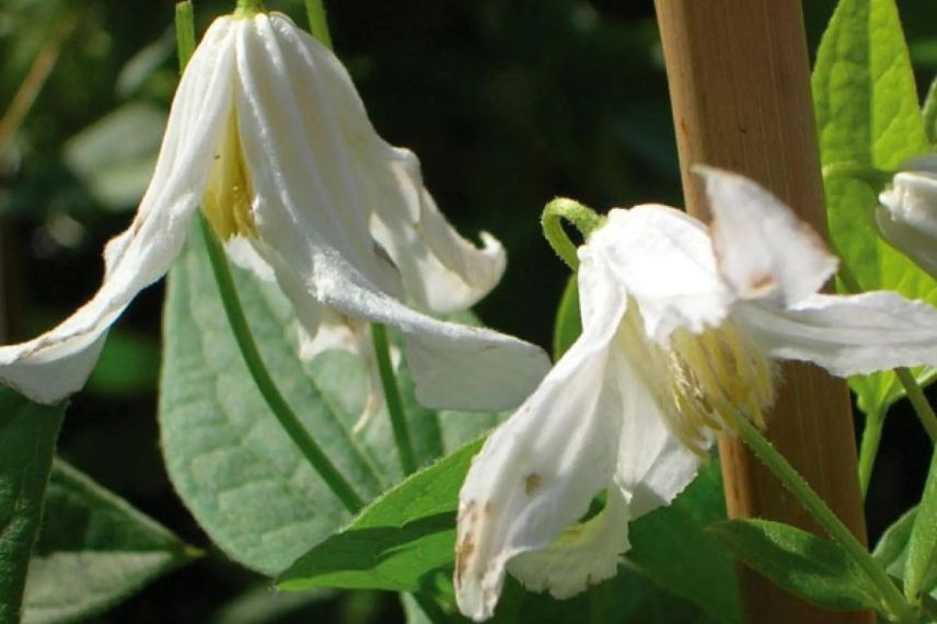 fleurs blanches de clématite herbacée