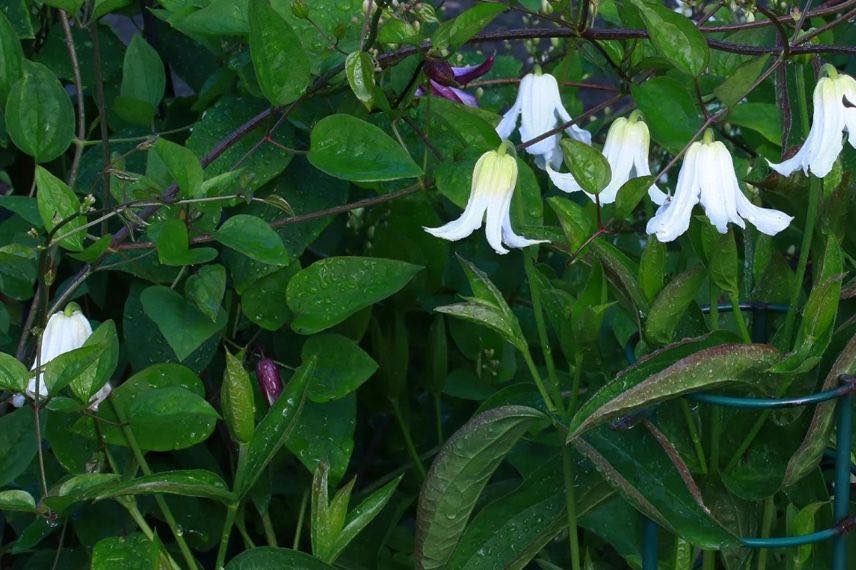 clematite à fleurs blanches