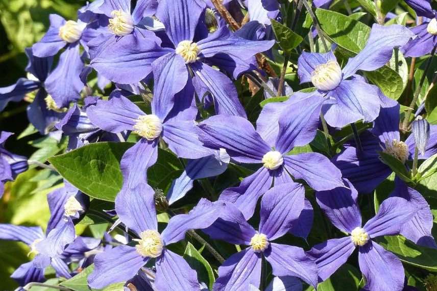 buisson de fleurs bleues de clematis integrifolia