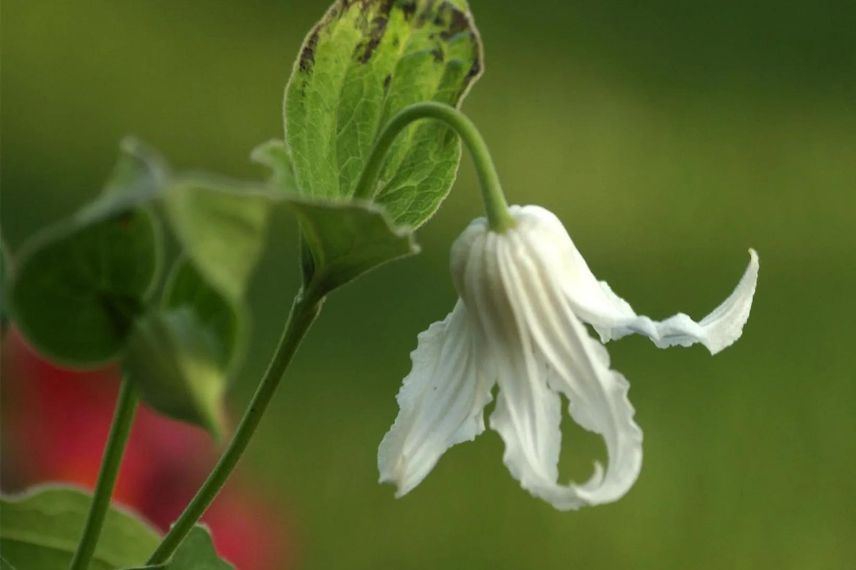 fleur blanche en clochette de clématite