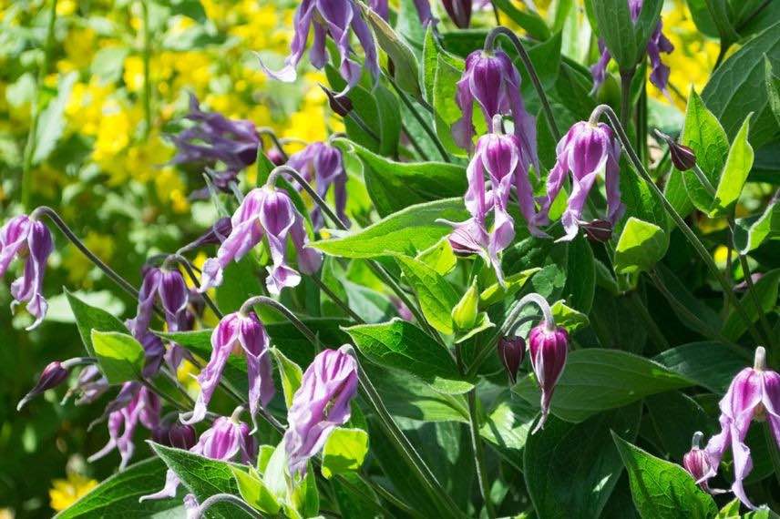 fleurs roses de clematis integrifolia