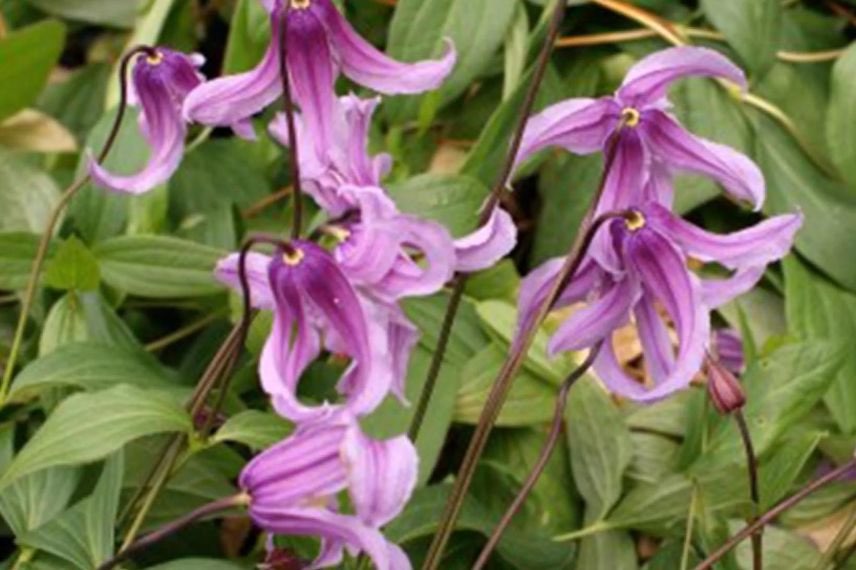 fleurs roses de clematite integrifolia