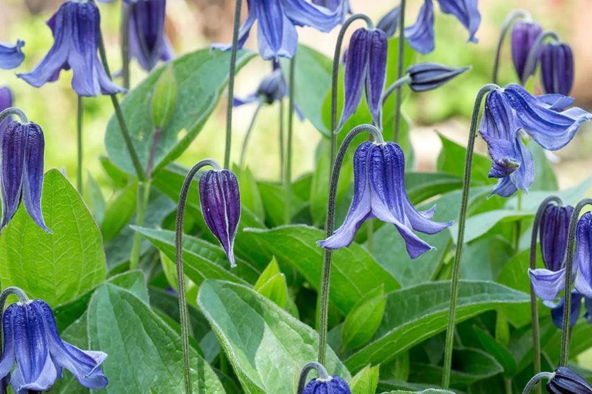 fleurs bleues de clematis integrifolia