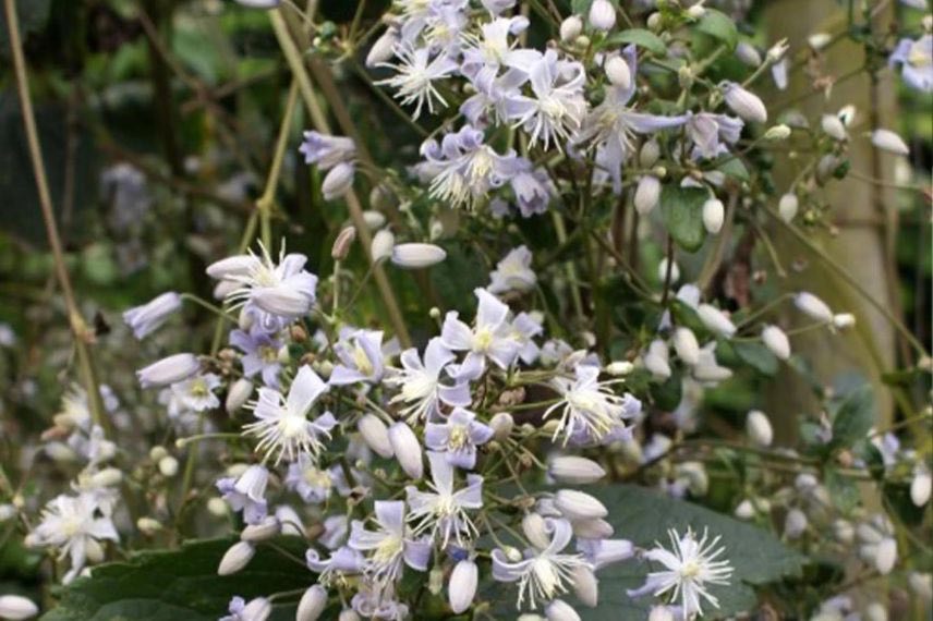 Clematis jouiniana Robert Brydon