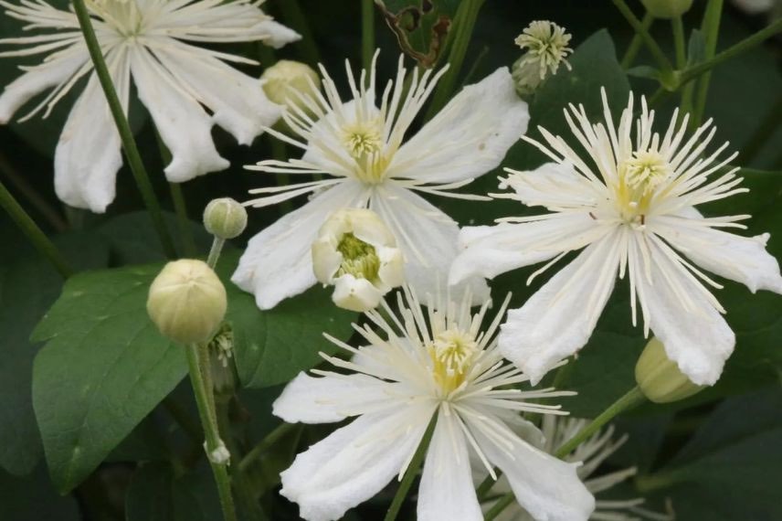 fleurs blanches de Clematis