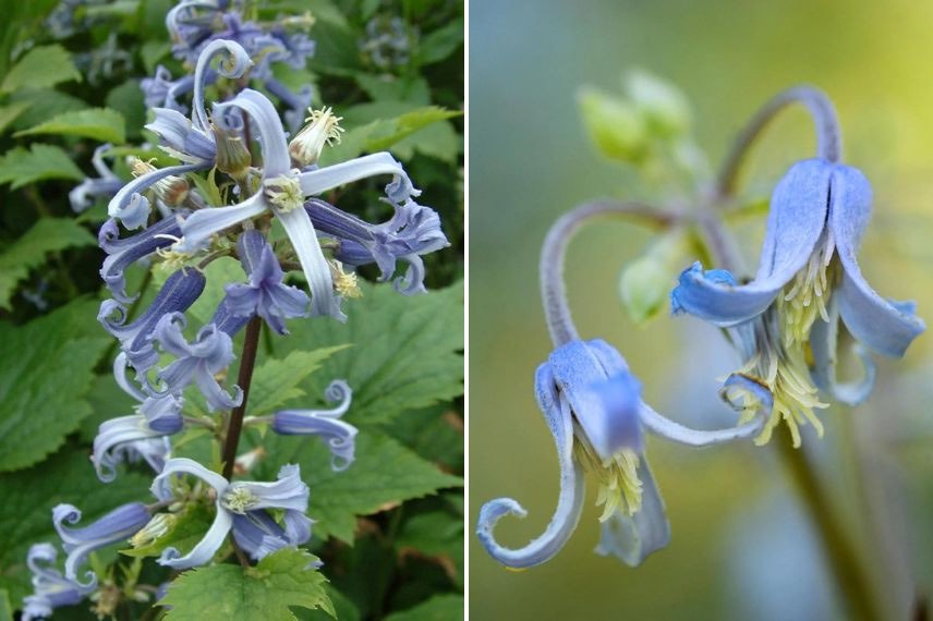 fleurs bleu clair de Clematis stans