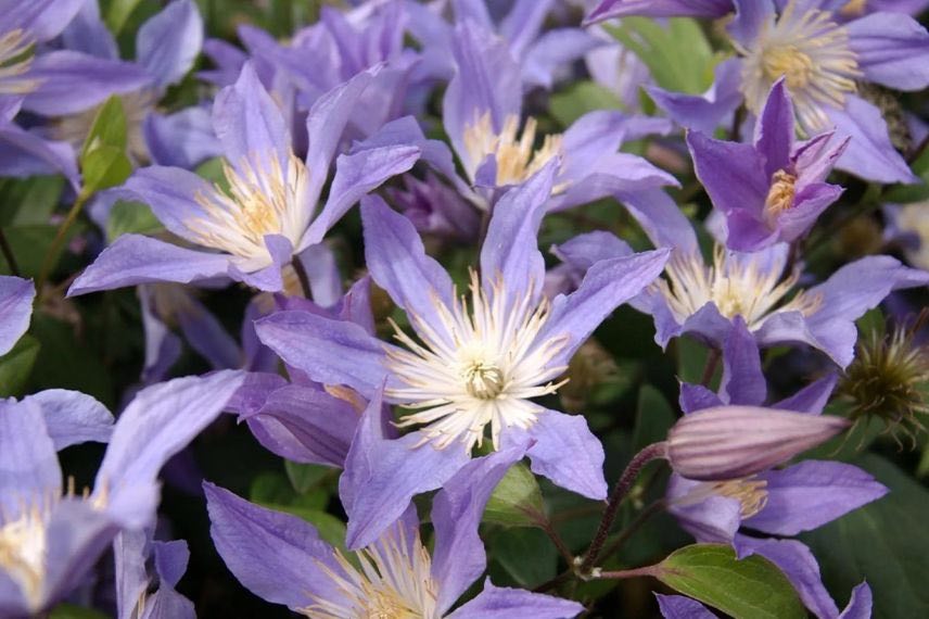 fleurs mauves de clematite