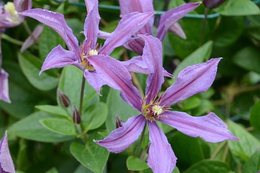 fleurs violettes de clematite