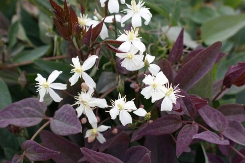 clematite à fleurs blanches et feuillage pourpre