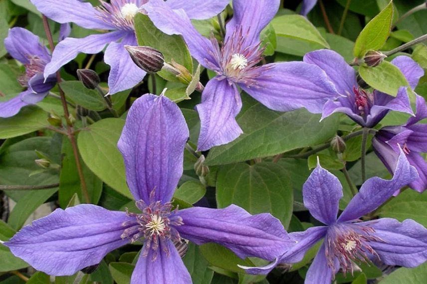 fleurs mauves de clematis