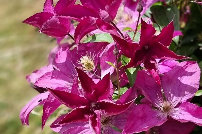 fleurs roses de clematite Saphyra Nancy