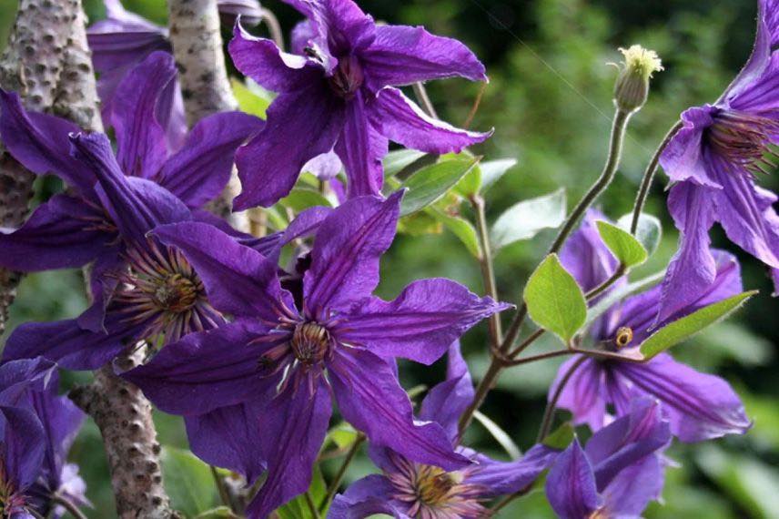 fleurs violettes de clematis