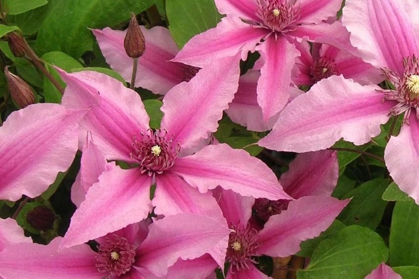 fleurs roses de clematis Saphyra Duo Rose