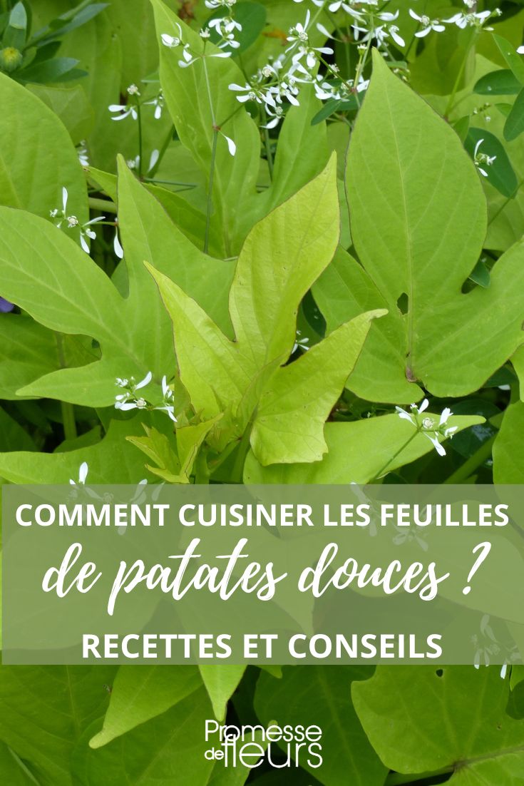 cuisiner feuilles patates douces Ipomoea batatas