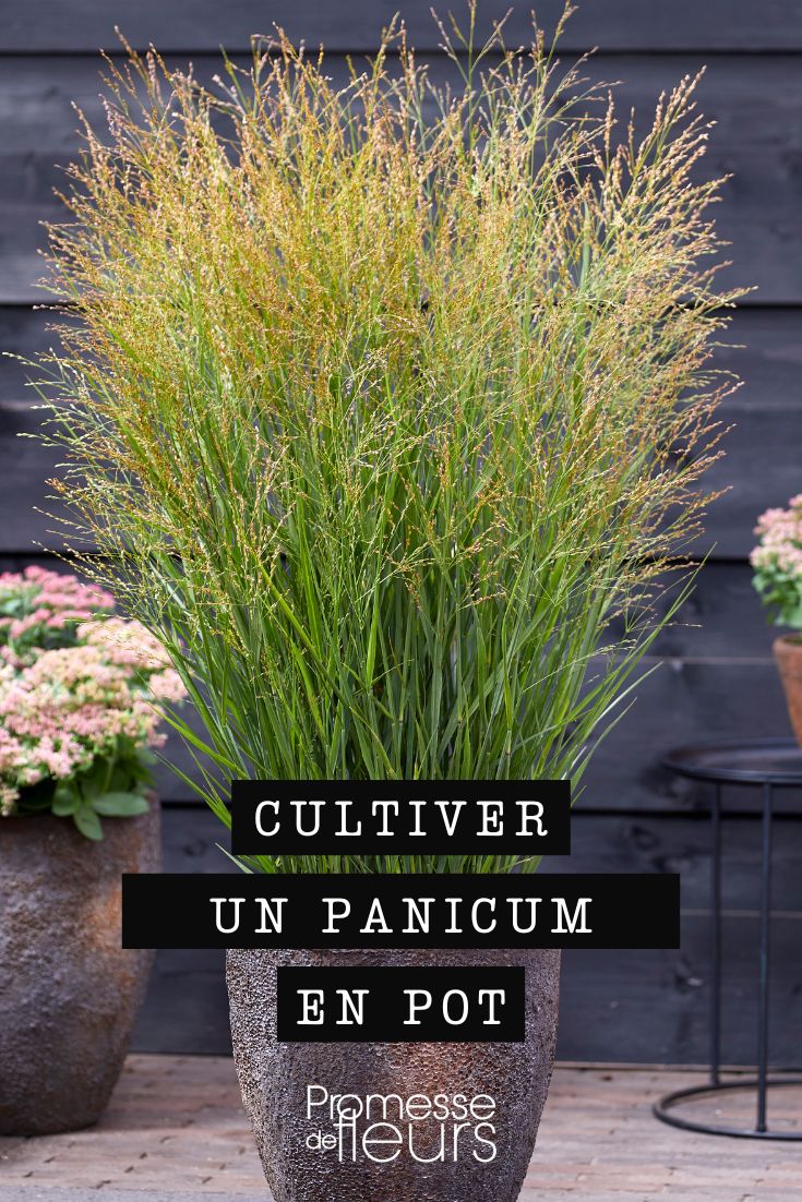 panicum pot bac jardiniere