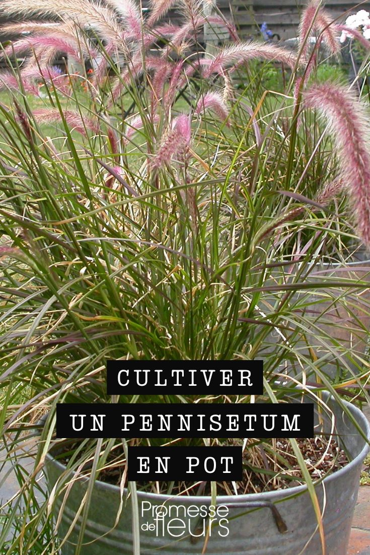 pennisetum en pot