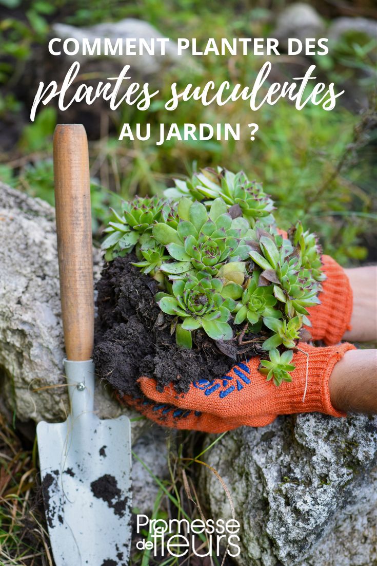 des plantes grasses au jardin