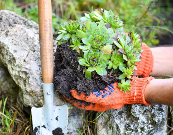 Comment planter des plantes succulentes en pleine terre au jardin ?