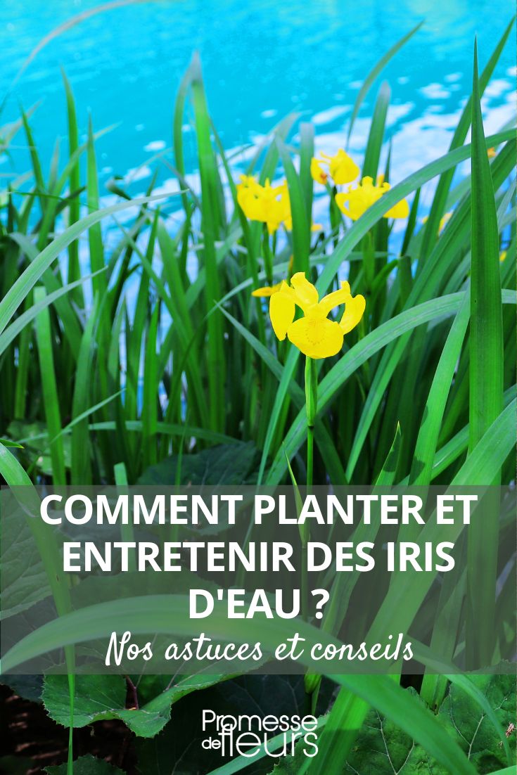 planter iris eau