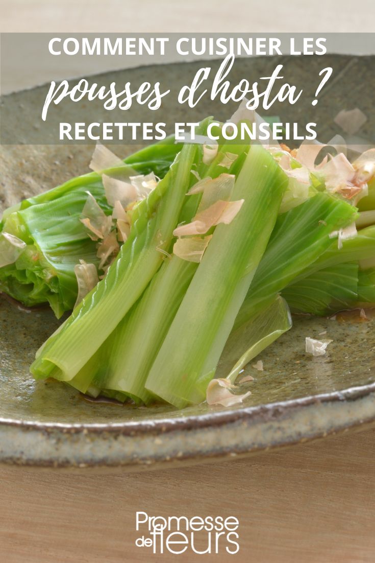 recettes et conseils pour cuisiner les hosta