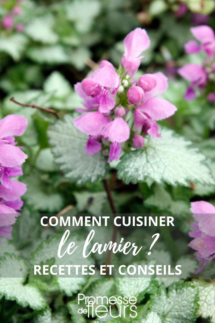 cuisiner le lamium