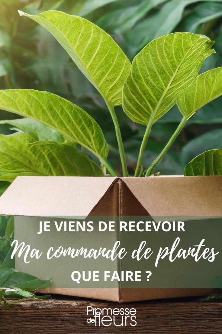 deballage plantes colis