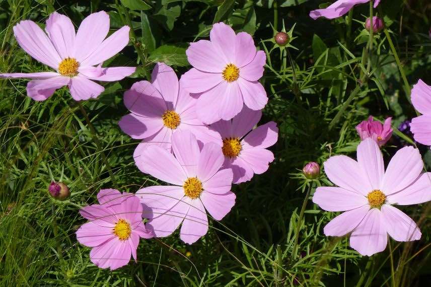 fleurs roses de cosmos 