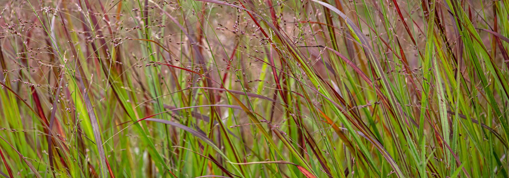 Comment cultiver un Panicum en pot ?